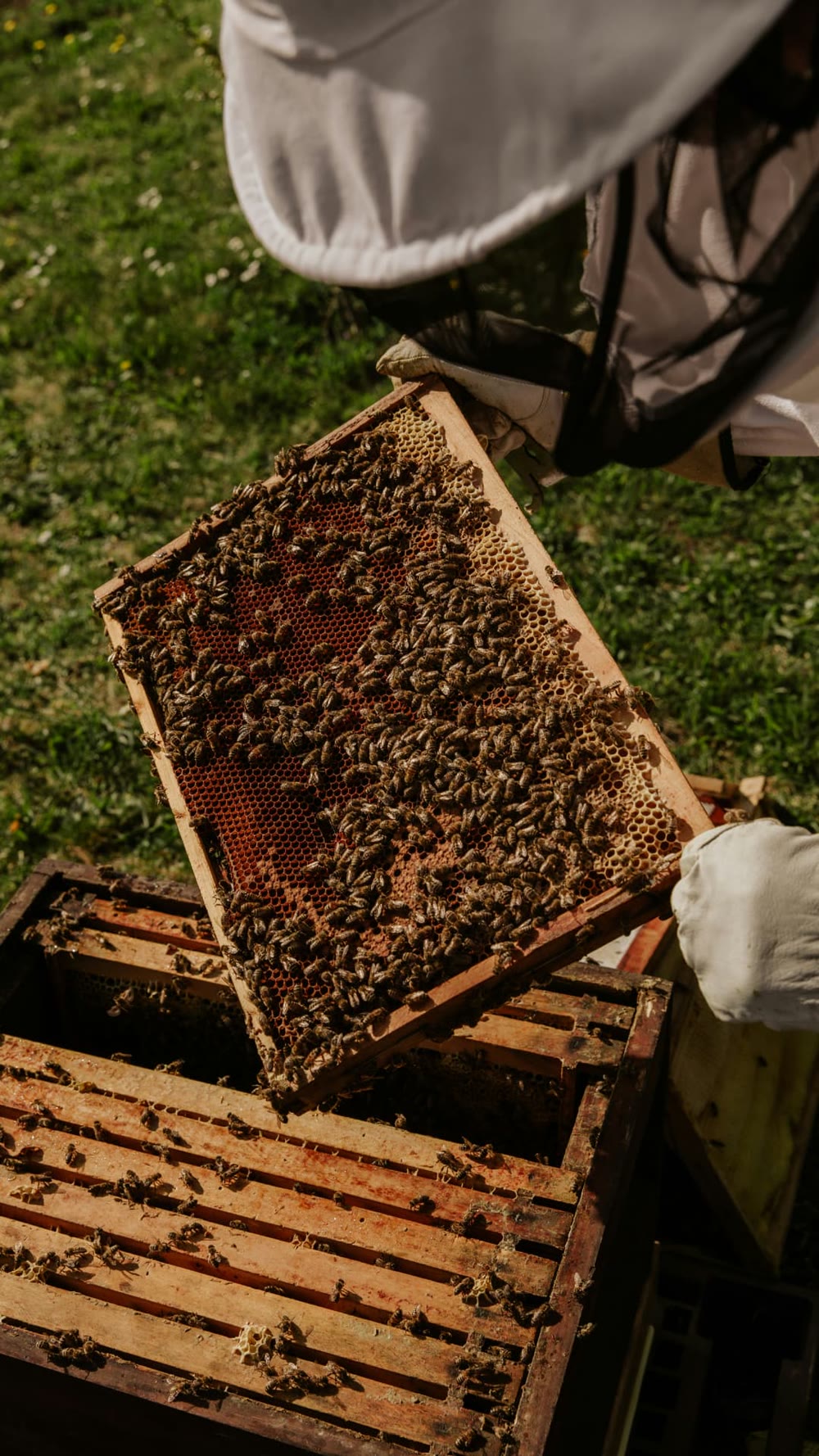 Beekeeper lifting a honeycomb frame covered in bees from a wooden hive